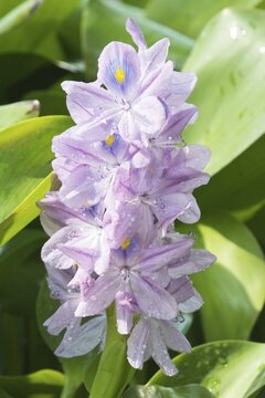Water hyacinth (Eichhornia spec.), Phan Thiet, Vietnam