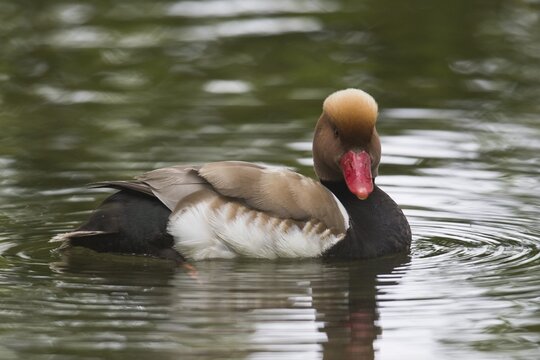 Red-crested pochard (Netta rufina), Mecklenburg-Western Pomerania, Germany