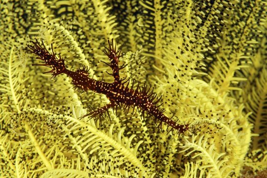 Ornate ghost pipefish (Solenostomus paradoxus) in Feather star (Crinoidea), Great Barrier Reef, Coral Sea, Pacific Ocean, Australia