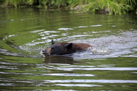 American Black Bear (Ursus americanus), young animal swimming in water, Pine County, Minnesota, USA