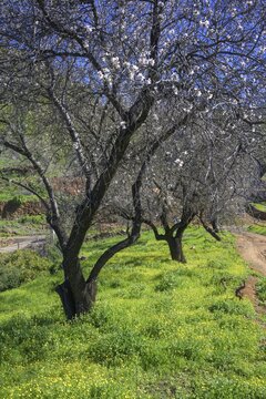 Flowering almond tree (Prunus dulcis), Puntagorda, La Palma, Spain