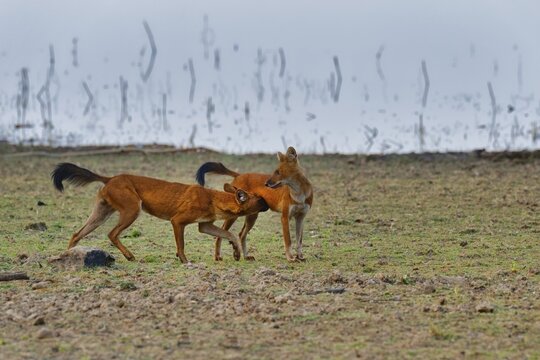 Dholes (Cuon alpinus), Tadoba Andhari Tiger Reserve, India