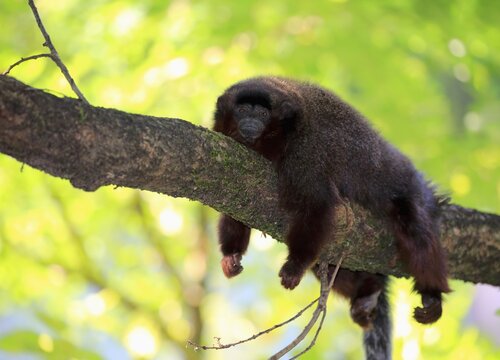 Coppery titi (Plecturocebus cupreus), adult, lying on branch, resting, animal portrait, captive