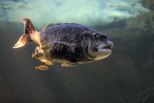 Black musselcracker (Cymatoceps nasutus ), adult, swimming, in water, captive, Cape Town, South Africa