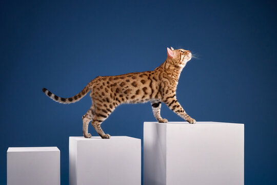 A Bengal cat carefully steps between white platforms in a studio with blue backdrop.