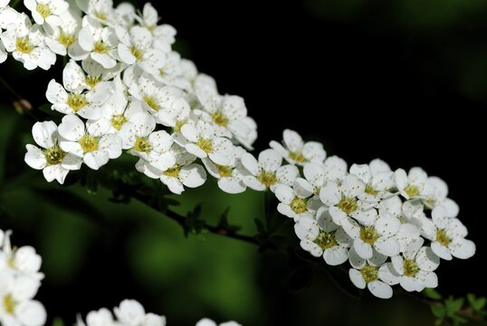 Thunberg's Meadowsweet (Spiraea thunbergii), Mindelheim, Bavaria, Germany, Europe