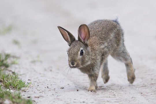 European rabbit (Oryctolagus cuniculus), young animal runs at the wayside, Emsland, Lower Saxony, Germany