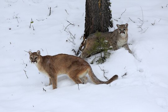 Cougar, (Felis concolor), adult, in winter, in snow, mother with young nine months old, stalking, captive, Montana, North America, USA