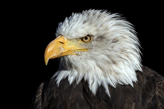 Bald eagle (Haliaeetus leucocephalus), portrait, captive, Sababurg Zoo, Hesse, Germany
