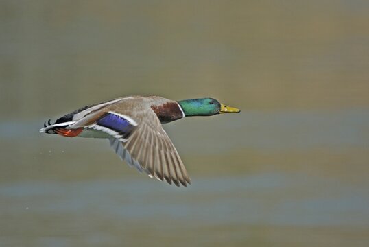 Mallard drake (Anas platyrhynchos) flying