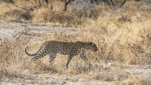 Leopard (Panthera pardus), Etosha National Park, Namibia