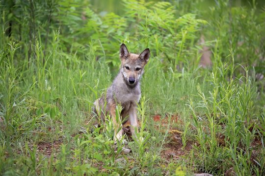 Gray wolf (Canis lupus), young animal sitting in meadow, Pine County, Minnesota, USA