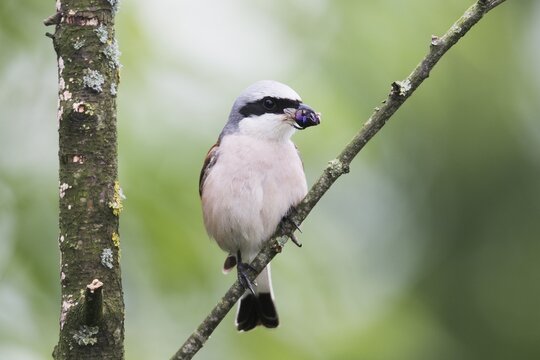 Red-backed shrike (Lanius collurio), male, sits with prey in beak on branch, Emsland, Lower Saxony, Germany