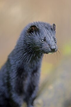 American Mink (Mustela vison), adult, alert, animal portrait, Pine County, Minnesota, USA