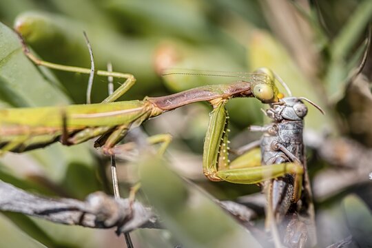 European mantis (mantis religiosa) eating a hay tick, Paros, Aegean Sea, Greece