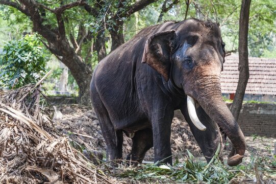 Asian Elephant (Elephas maximus), Kerala, India
