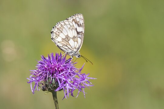 Marbled White (Melanargia galathea) on Brown Knapweed (Centaurea jacea), North Hesse, Hesse, Germany