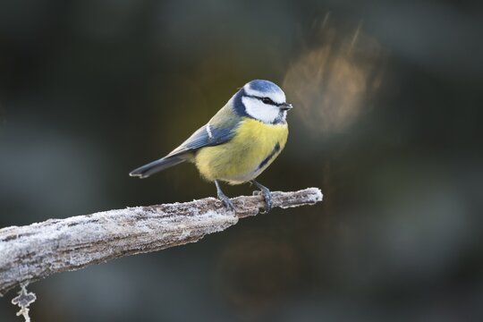 Blue Tit (Parus caerulea) sitting on branch,  frost, Emsland, Lower Saxony, Germany