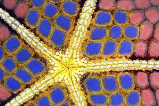 Graphic structure on underside of Red Pillow Starfish (Halithyle regularis), detail, Pacific, Great Barrier Reef, UNESCO World Heritage, Australia
