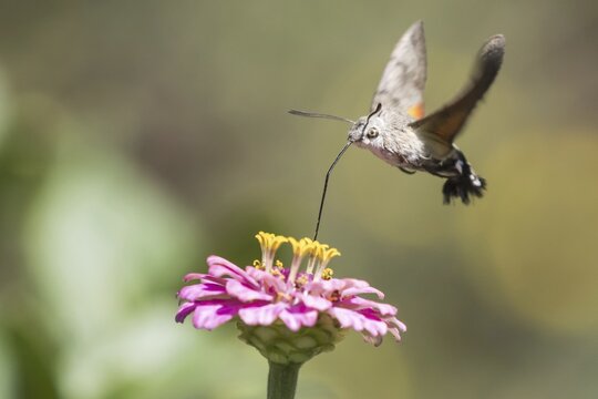Hummingbird hawk-moth (Macroglossum stellatarum), ingesting in flight, at Zinnia blossom (Zinnia elegans), Hesse, Germany