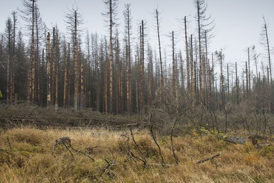 Spruce forest dead by bark beetle (Picea abies), St. Andreasberg, Lower Saxony, Germany