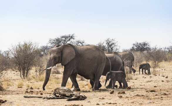 Small herd of African Bush Elephants (Loxodonta africana) marching with a calf past a skeleton of a giraffe, Etosha National Park, Namibia
