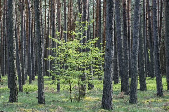 Small deciduous tree between tree trunks, pine forest (Pinus sylvestris), Brandenburg, Germany