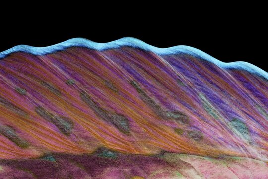 Dorsal fin, Longnose Parrotfish (Hipposcarus harid), Indian Ocean, Maldives