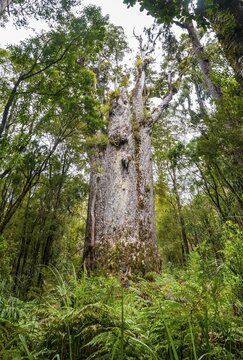 Te Matua Ngahere, Father of the Forest, giant Kauri tree (Agathis australis), The Four Sisters, Waipoua Forest, Northland, North Island, New Zealand
