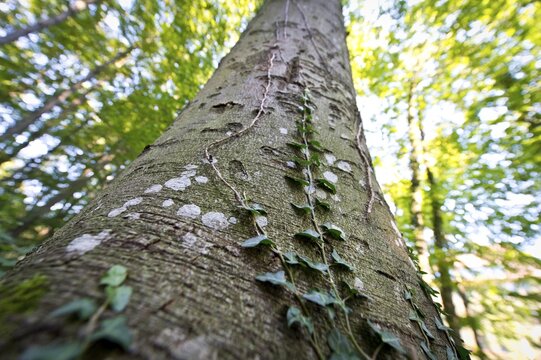 Common ivy, English ivy (Hedera helix) on a beech tree, Tuebingen, Baden-Wuerttemberg, Germany, Europe