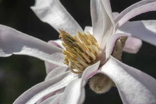 Flower of star magnolia (Magnolia stellata), Baden-W&uuml;rttemberg, Germany