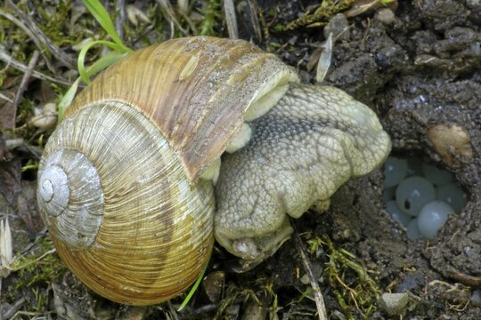 Burgundy Snail (Helix pomatia) with deposited eggs in a burrow, Germany