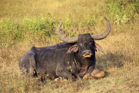 Wild water buffalo (Bubalus arnee), adult male, resting in grass, Yala National Park, Sri Lanka