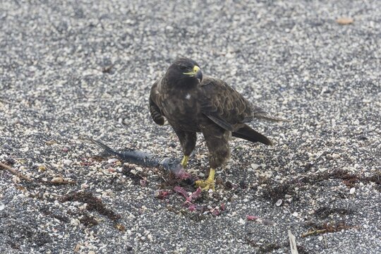Gal&aacute;pagos Hawk (Buteo galapagoensis) with a caught fish, Narborough Island, Gal&aacute;pagos Islands
