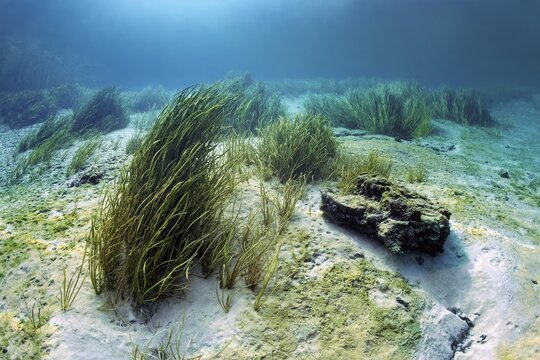 Underwater landscape with reeds, large stone, sandy bottom, Rainbow River, Rainbow Springs State Park, Dunnelon, Florida, USA