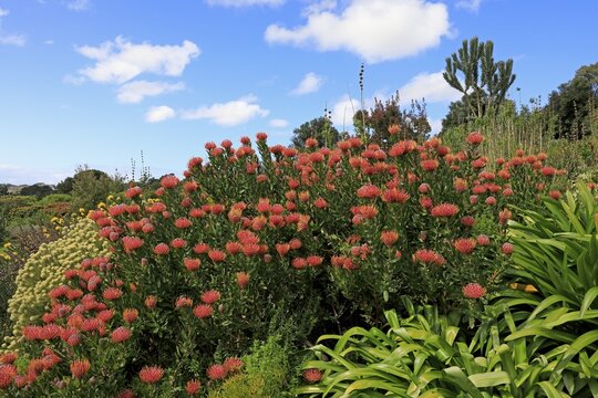 Pincushion Protea (Leucospermum species), Protea, flower, flowering, flower, bushes, plant, Kirstenbosch Botanical Gardens, Cape Town, South Africa