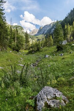 Small stream bed in the valley, Gotzentauern, National Park Berchtesgaden area, Bavaria, Germany
