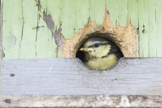 Blue tit (Parus caeruleus), young animal looks out of nesting box, Hesse, Germany