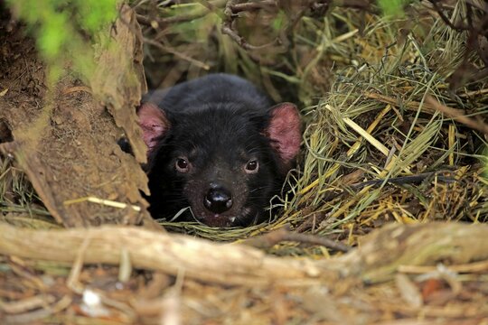 Tasmanian Devil (Sarcophilus harrisii), adult, captive, South Australia, Australia