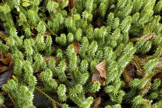 Lycopodium clavatum, Fern