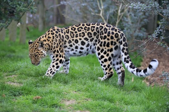 Amur leopard (Panthera pardus orientalis), adult, captive, England, United Kingdom