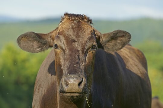 Domestic cattle, Wagyu, Japanese breed, known for tender meat, Hesse, Germany