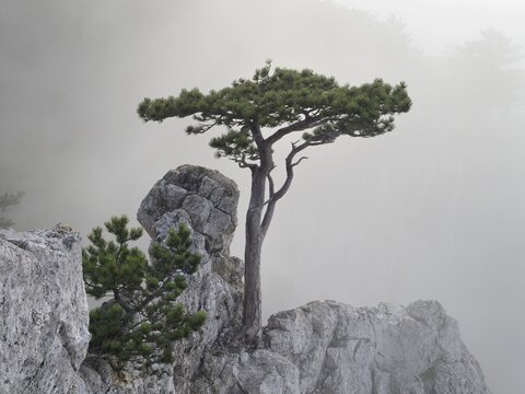 European black pine (Pinus nigra) growing on rocks in fog, Peilstein, Triestingtal valley, Lower Austria, Austria, Europe