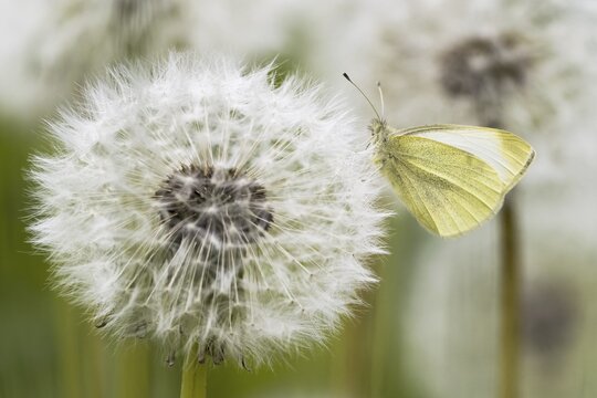 Small Small white (Pieris rapae) on dandelion (Taraxacum), dandelion, Hesse, Germany