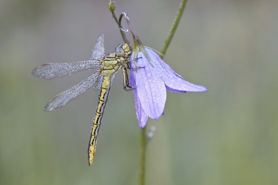 Western Clubtail (Gomphus pulchellus) on a Spreading Bellflower (Campanula patula), North Hesse, Hesse, Germany