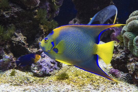 Queen Angelfish (Holacanthus ciliaris), captive