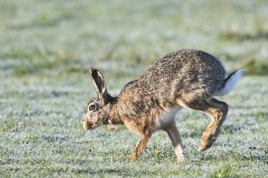 European hare (Lepus europaeus), Emsland, Lower Saxony, Germany