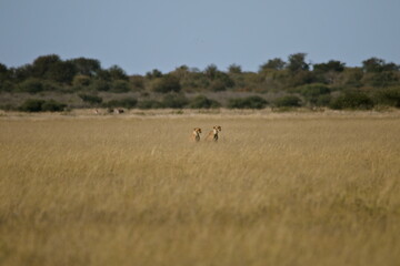 Naklejka premium Two cheetahs sitting in tall grass Kalahari Southern Africa wildlife safari