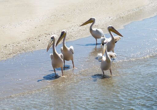 White Pelicans (Pelecanus onocrotalus) in Walvis Bay, Namibia