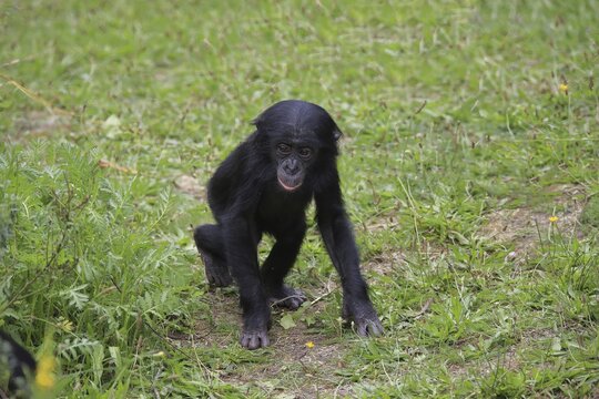 Bonobo, pygmy chimpanzee (Paniscus), juvenile, playing, social behaviour, endangered species, captive